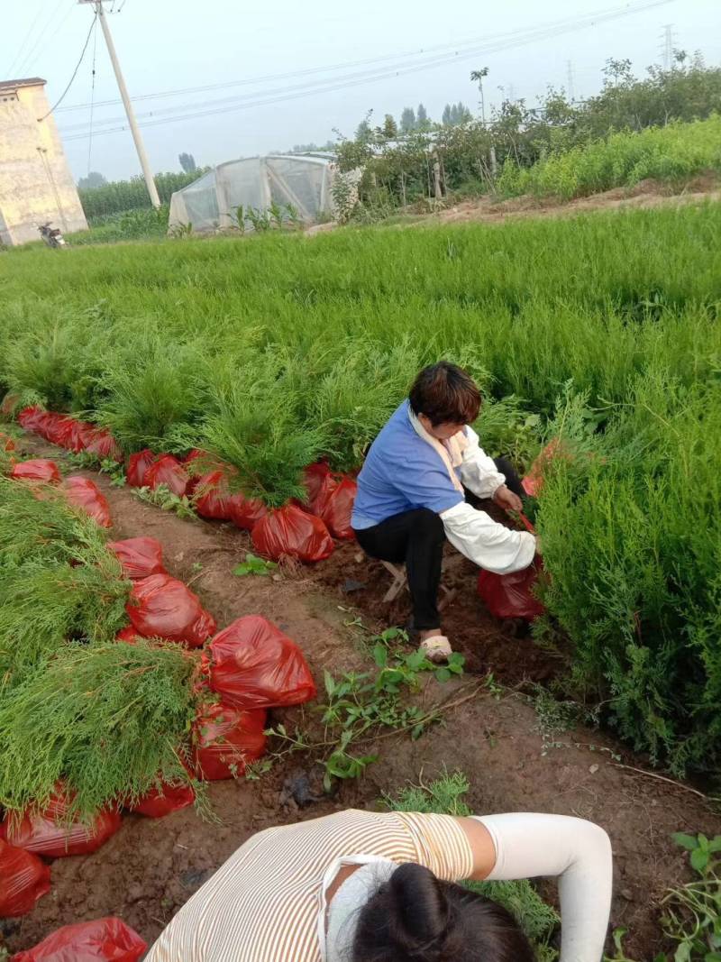 侧柏苗50公分80厘米侧柏苗1米侧柏苗视频看货
