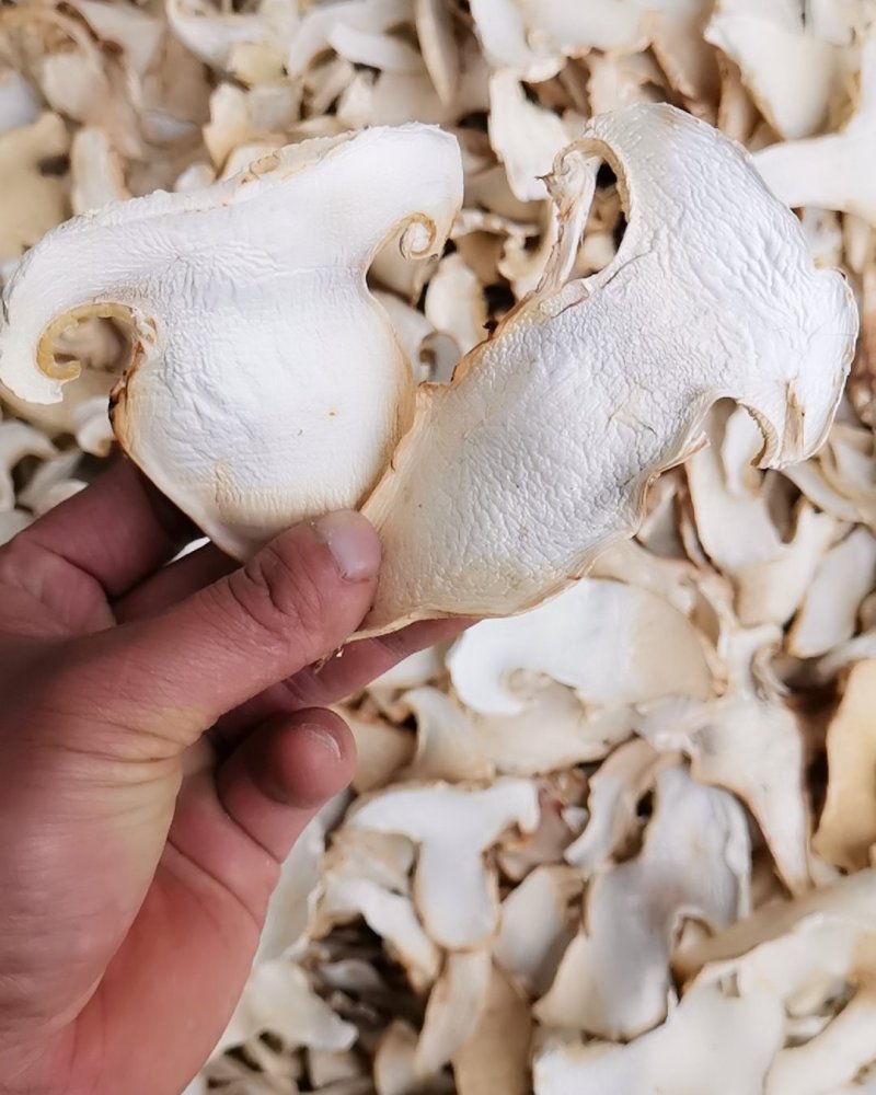 云南特产老人头干片老家产地货源大量供应