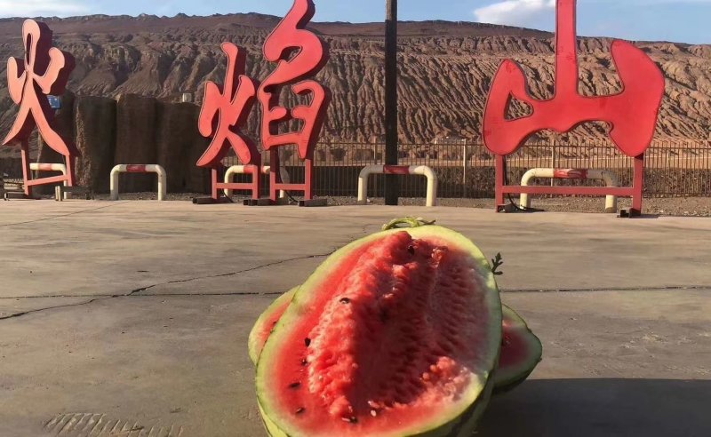 新疆西瓜.昌吉西瓜.安农二号.金城5号.哈密西瓜.吐鲁番