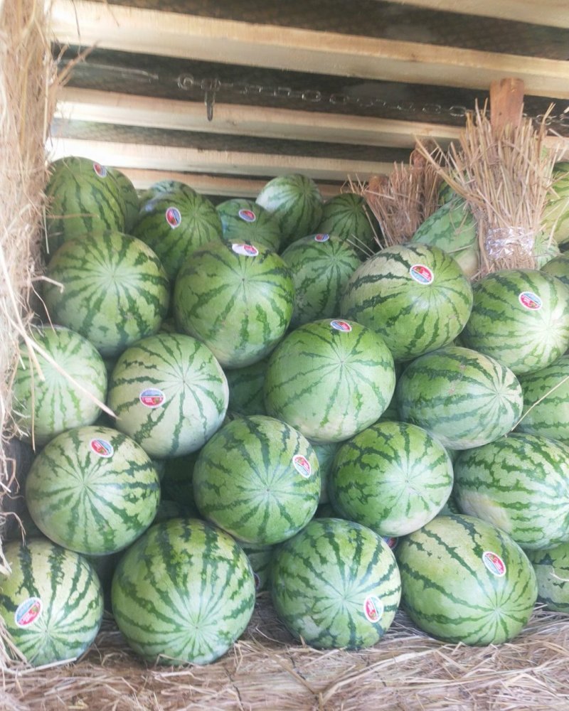 新疆西瓜.昌吉西瓜.安农二号.金城5号.哈密西瓜.吐鲁番