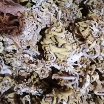 黄金菇是一种菇叶黄而得名黄金菇，可用来炒菜炖汤。