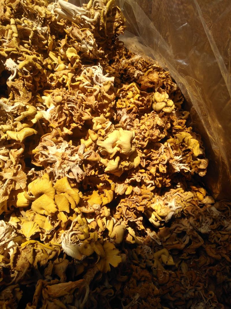 黄金菇是一种菇叶黄而得名黄金菇，可用来炒菜炖汤。