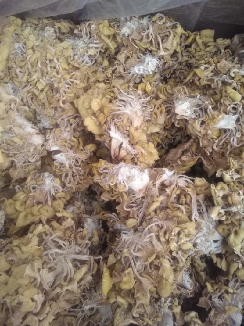 黄金菇是一种菇叶黄而得名黄金菇，可用来炒菜炖汤。