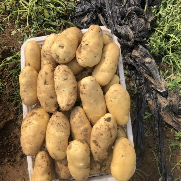 土豆，地蛋，大量现货荷兰土豆