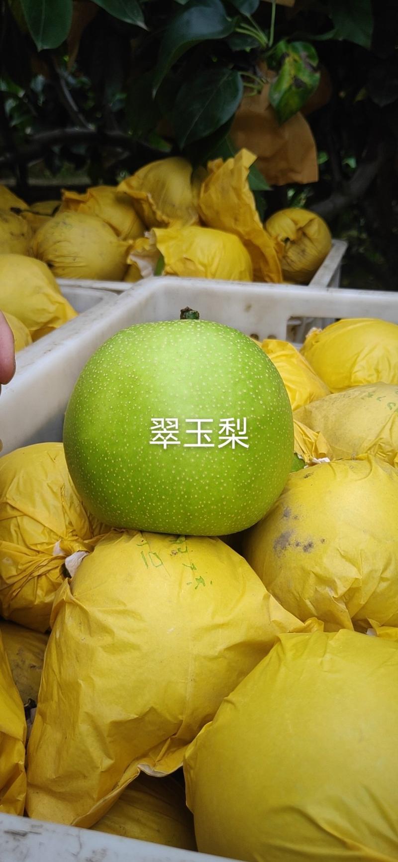 安徽砀山翠冠梨个大脆甜量大品质保证产地直发