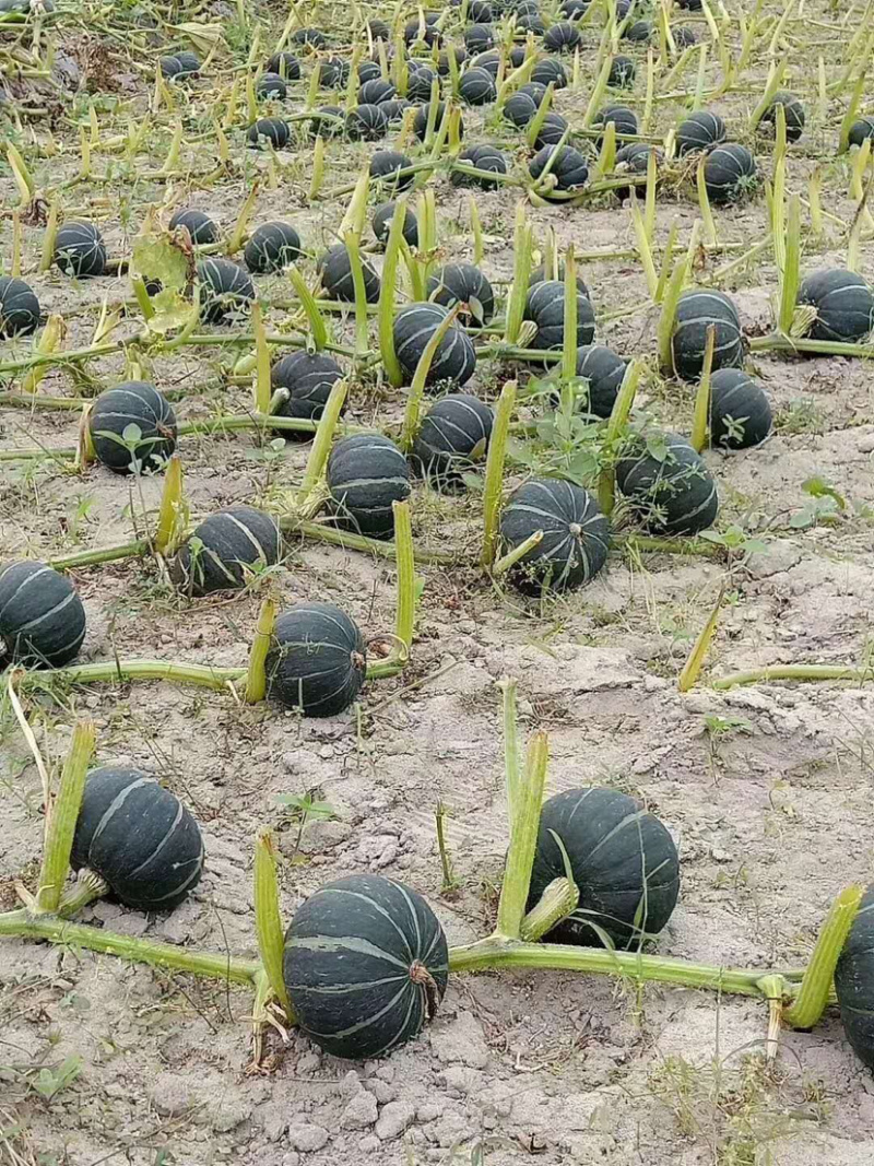 辽宁锦州大量绿瓜上市，适合各大加工厂，各大市场，质量保证