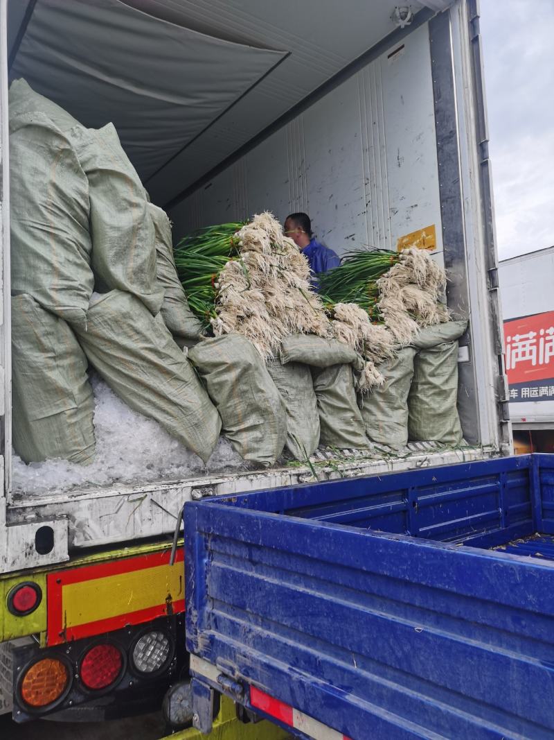 精品蒜苗一点红蒜苗大量上市货源充足产地直销