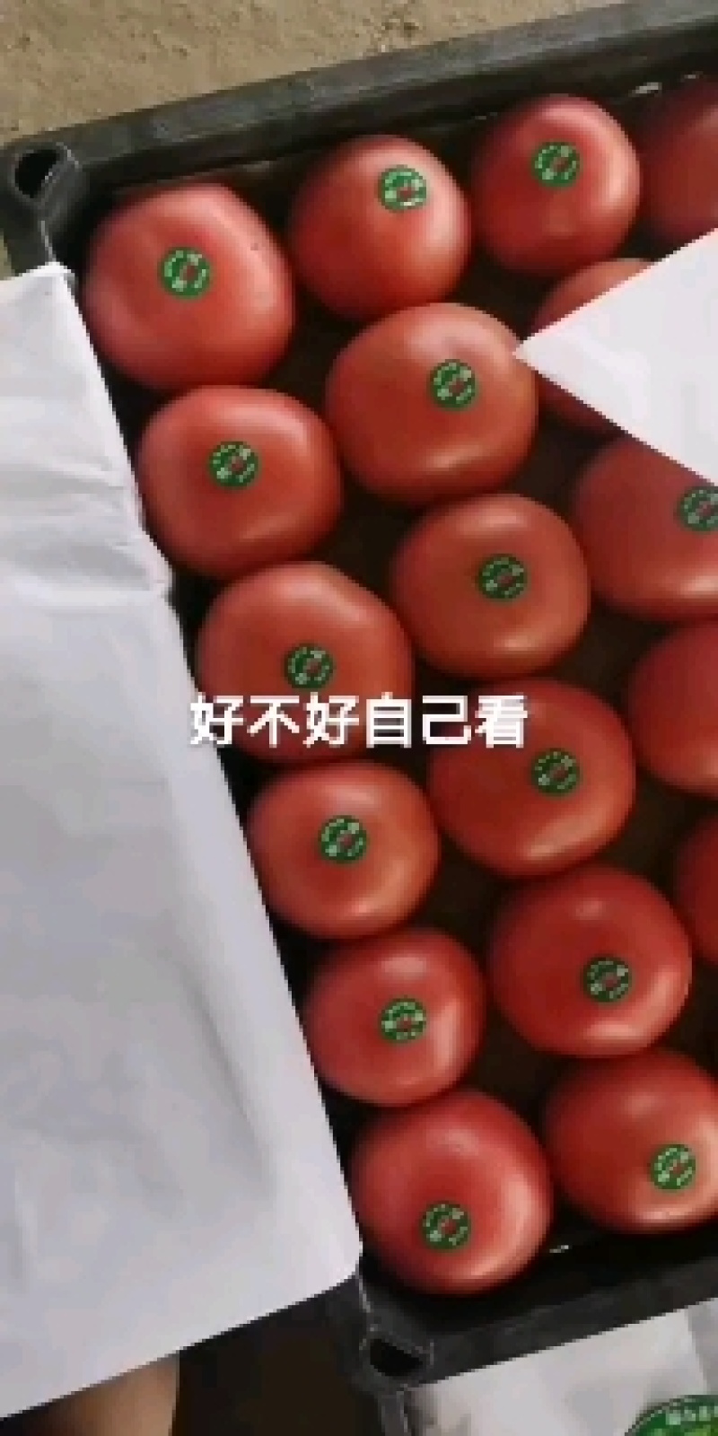 【坏烂包赔】西红柿硬粉西红柿一手货源坏烂包赔