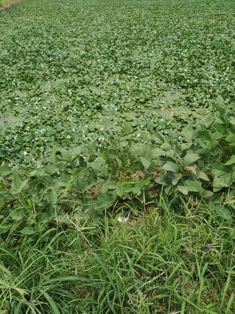 菱角家菱老菱角，又糯又甜，快来订购香糯甜