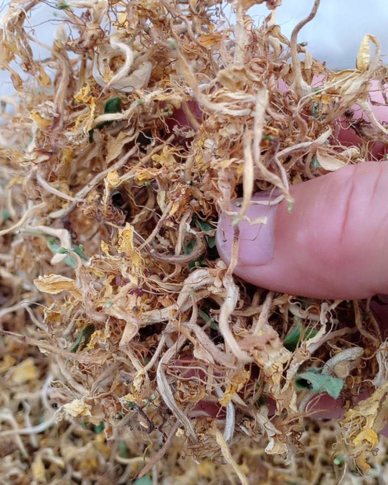 金银花，开花，沂蒙山区里的优质金银花开花，产地直供