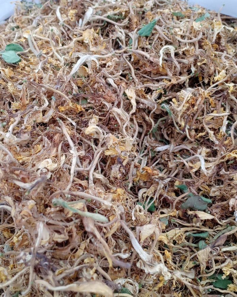 金银花，开花，沂蒙山区里的优质金银花开花，产地直供