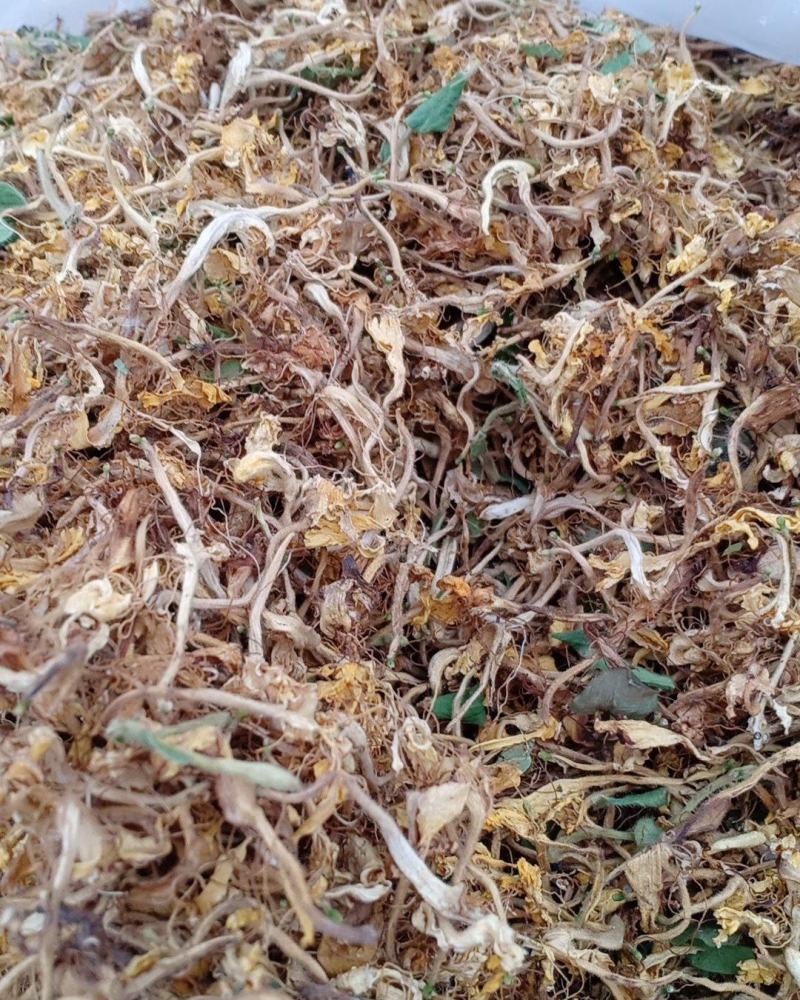 金银花，开花，沂蒙山区里的优质金银花开花，产地直供