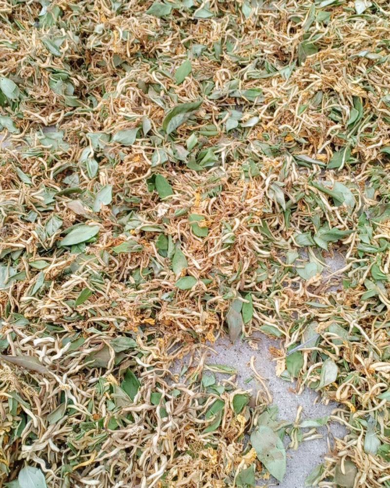 金银花，开花，沂蒙山区里的优质金银花开花，产地直供