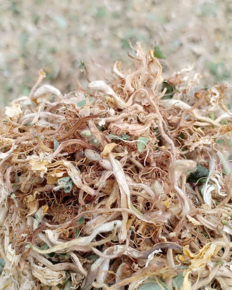 金银花，开花，沂蒙山区里的优质金银花开花，产地直供