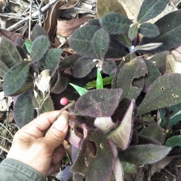 虎舌红（干货）虎舌红（干货）