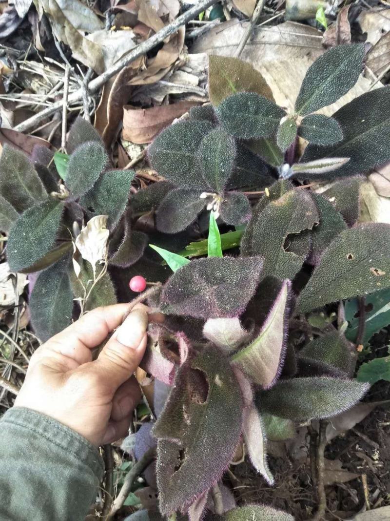 虎舌红（干货）虎舌红（干货）