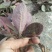 虎舌红（干货）虎舌红（干货）