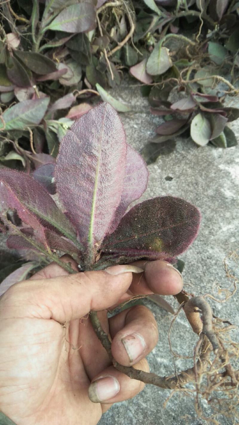 虎舌红（干货）虎舌红（干货）