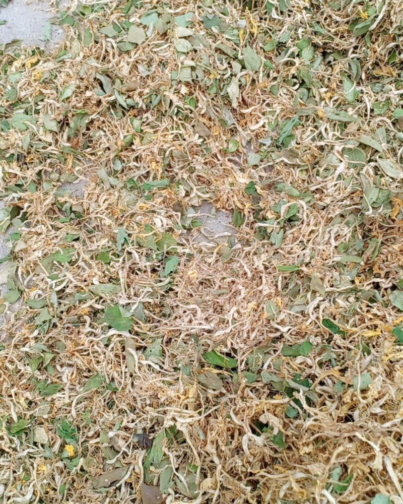 金银花，开花，沂蒙山区里的优质金银花开花，产地直供