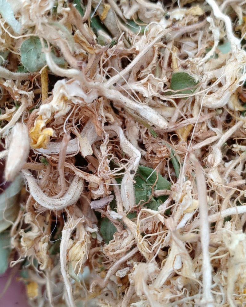 金银花，开花，沂蒙山区里的优质金银花开花，产地直供