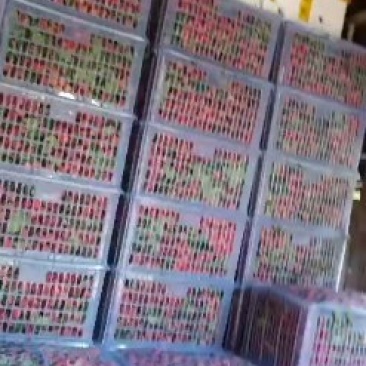 荔枝北流优质产品价格极低清甜脆口量大支持电商代发