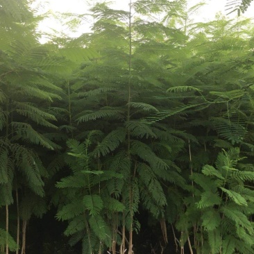 蓝花楹一米至三米高待售