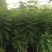 蓝花楹一米至三米高待售