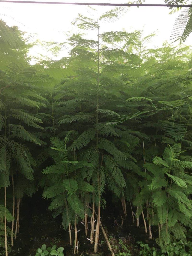 蓝花楹一米至三米高待售