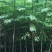蓝花楹一米至三米高待售