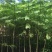 蓝花楹一米至三米高待售