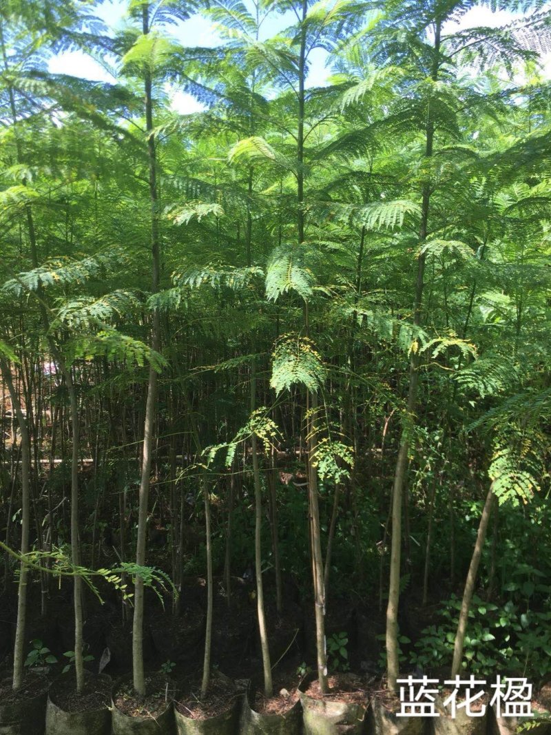 蓝花楹一米至三米高待售
