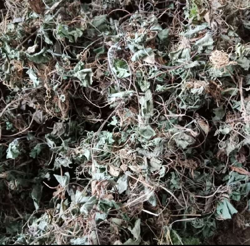 积雪草23年新四川纯野生好统货颜色好干度好品质优
