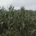 玉米，梅家村百姓合作社玉米大量上市