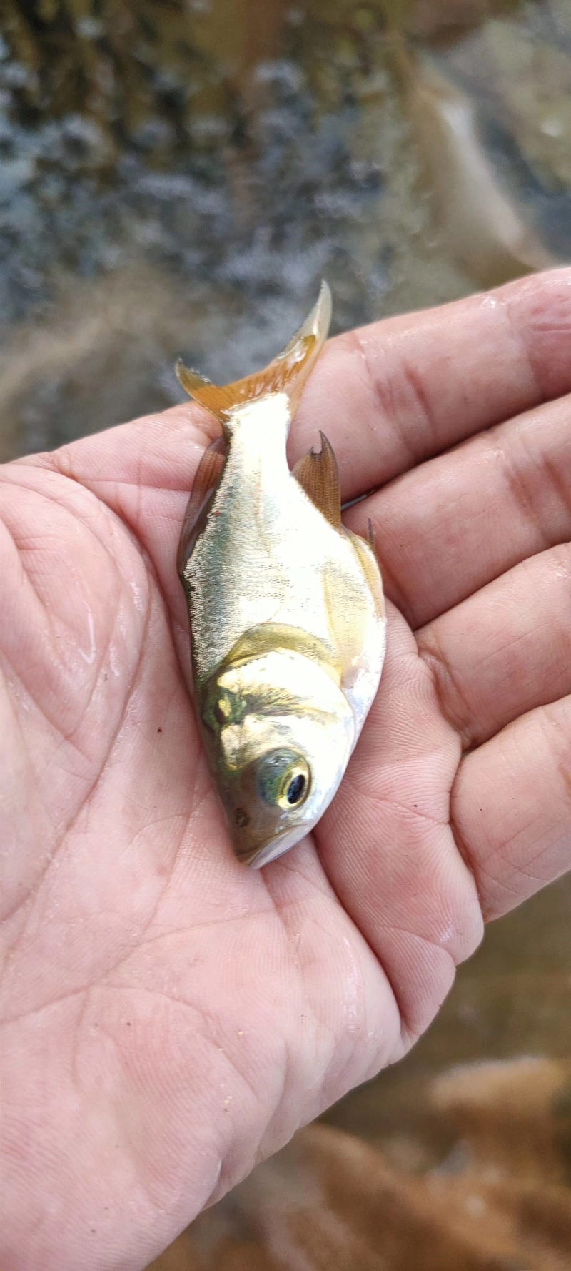 花鲢鱼苗缩骨大头鱼苗鳙鱼苗俄罗斯金大头