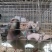 新鲜乳鸽生鲜鸽子肉农家散养煲汤滋补土特产白鸽老鸽土鸽