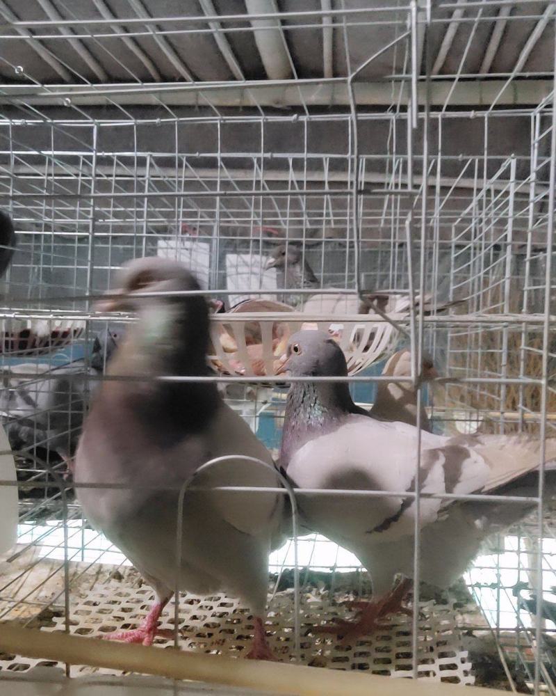 新鲜乳鸽生鲜鸽子肉农家散养煲汤滋补土特产白鸽老鸽土鸽