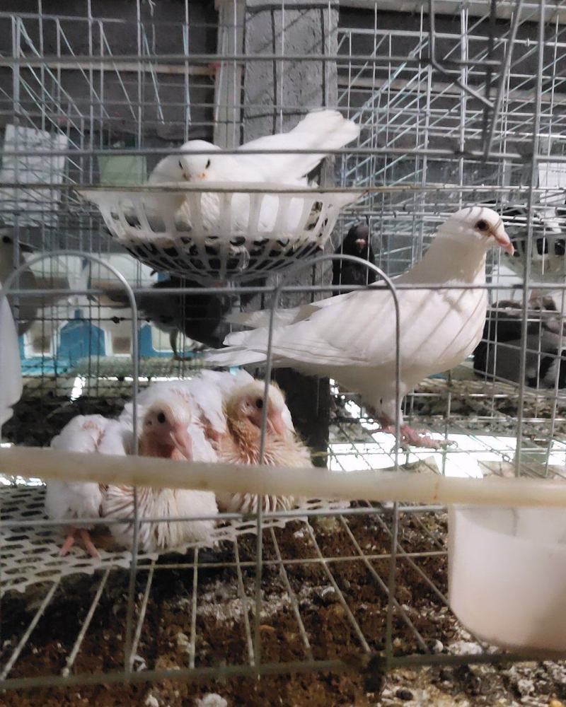 新鲜乳鸽生鲜鸽子肉农家散养煲汤滋补土特产白鸽老鸽土鸽