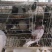 新鲜乳鸽生鲜鸽子肉农家散养煲汤滋补土特产白鸽老鸽土鸽