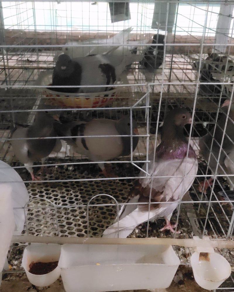 新鲜乳鸽生鲜鸽子肉农家散养煲汤滋补土特产白鸽老鸽土鸽
