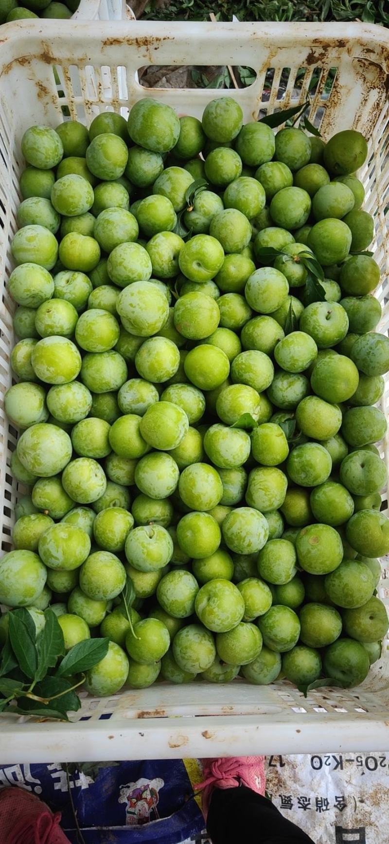 青脆李，四月脆，现摘现发，精品包装，高质量