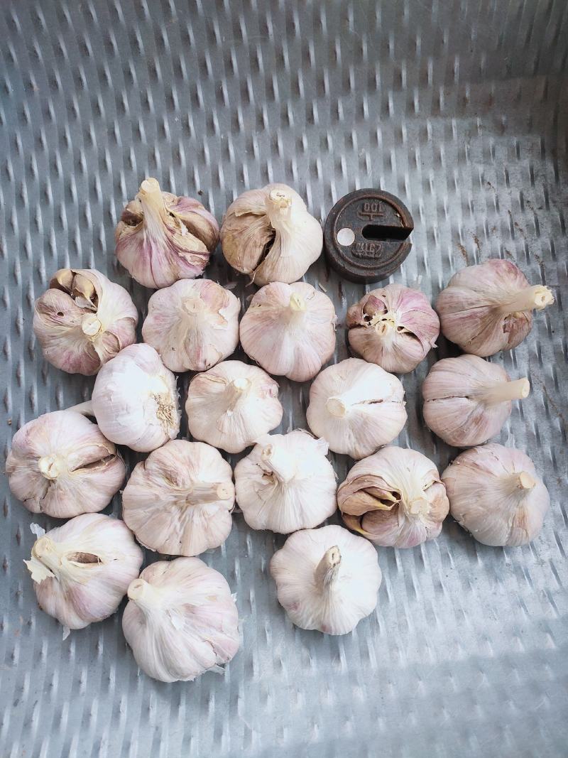 红根蒜苗专用种，精品高产抗冻，红皮红辦专用种高产生长迅速