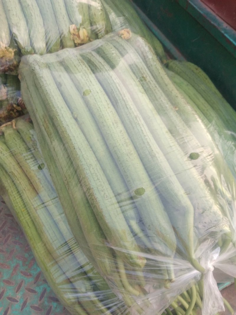 精品丝瓜基地直销欢迎您来考察。。。。。。。。