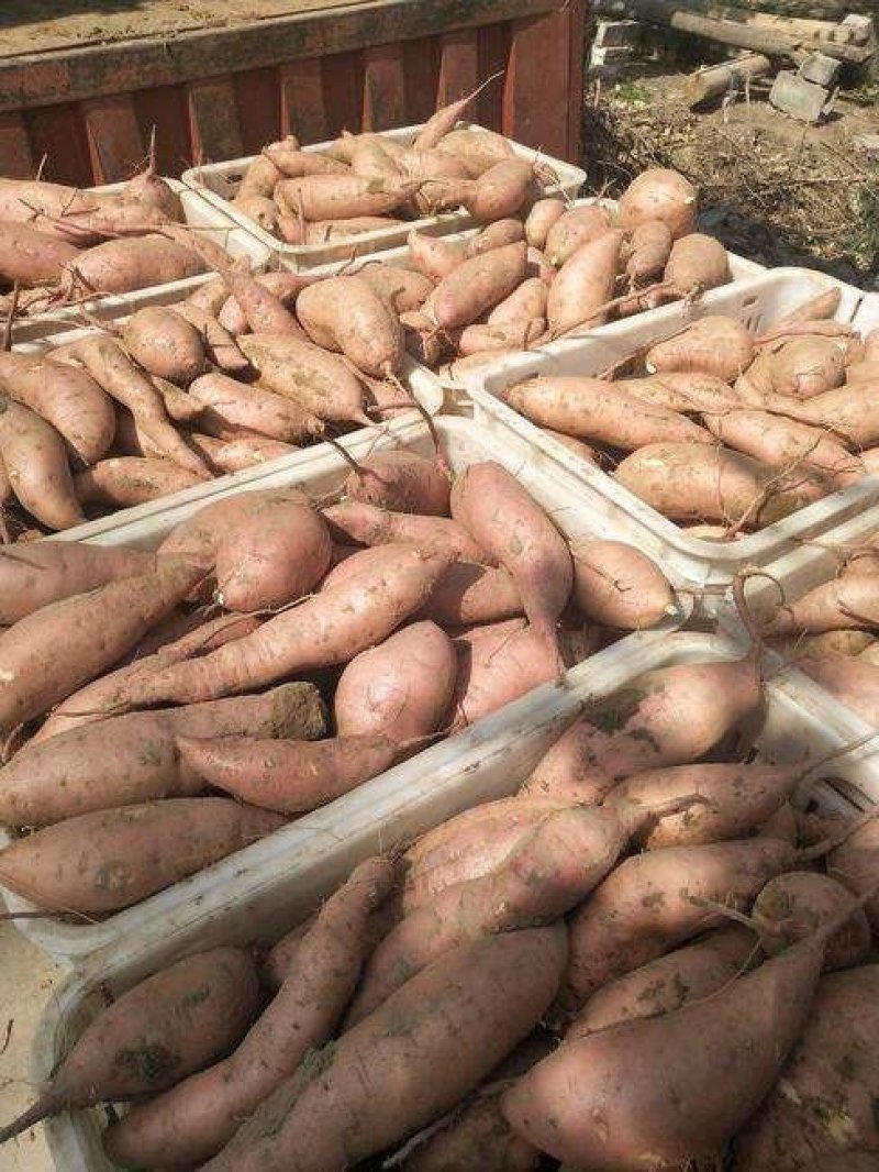 2020新龙薯9号3两到二斤商品薯红心