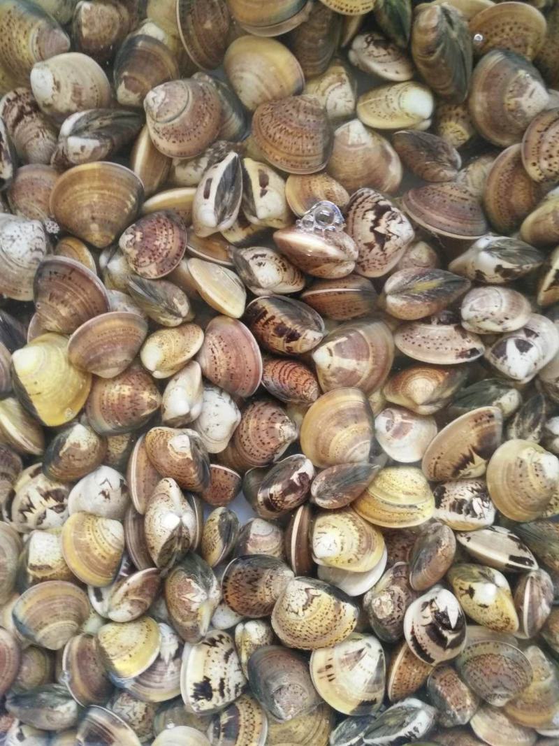 【产地直供】鲜活文蛤文蛤蜊新鲜无沙贝类江苏海鲜水产