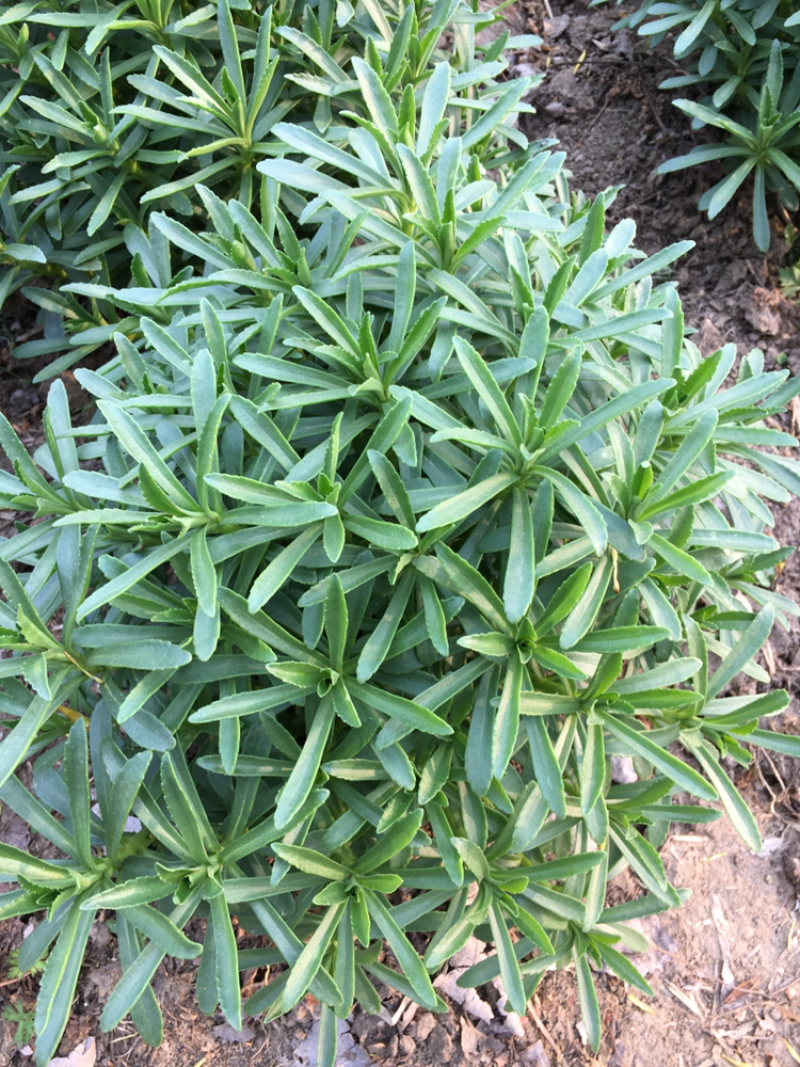 高钙菜、养心菜、救心菜、费菜，景天三七。
