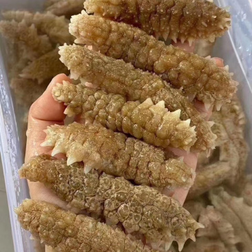 精品印尼小刺参（支持代发）