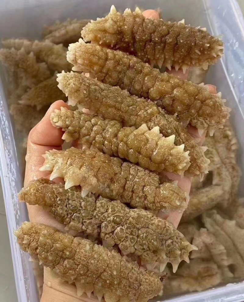 精品印尼小刺参（支持代发）
