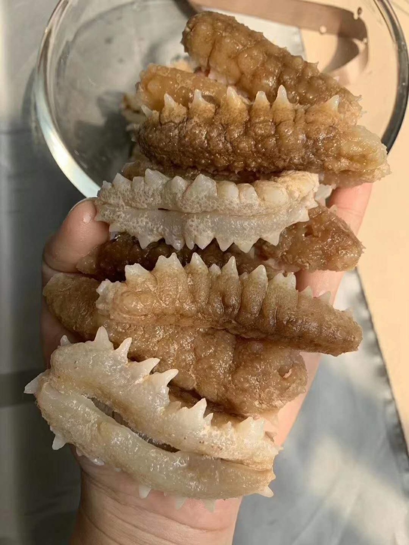 精品印尼小刺参（支持代发）