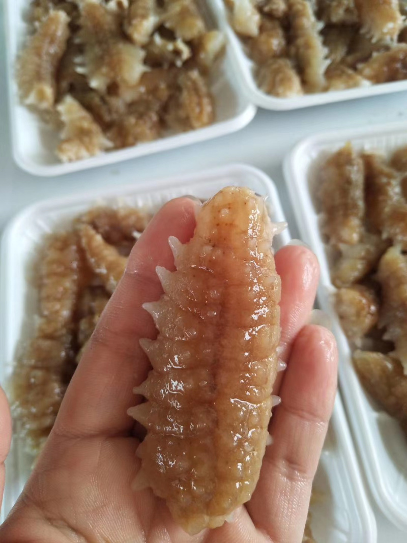 精品印尼小刺参（支持代发）