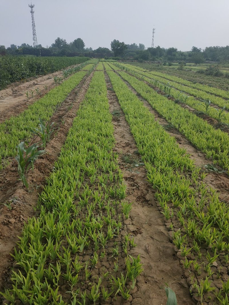 大量现货营养杯蓝花鸢尾，地栽鸢尾